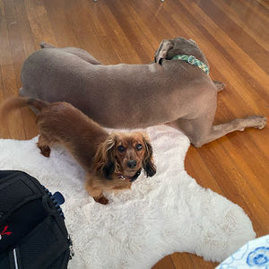 Meet your Posher, Abigail